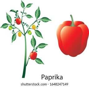 Bell pepper, paprika , Capsicum annum plant - Vector