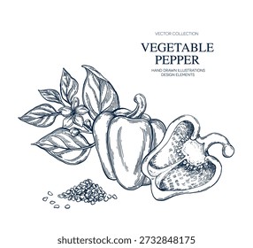 Bell pepper plant, half, seed hand drawn Isolated vector illustration banner. Health food produce. Greeting card templates, restaurant menu, packaging. Detailed botanical sketches. Pencil drawing.