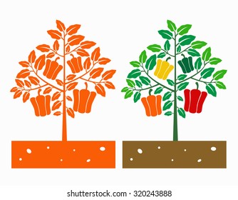 bell pepper plant with leaves and produce