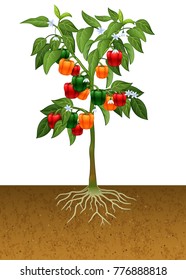 Bell pepper plant with root under the ground