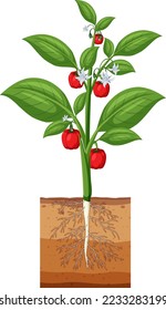 Bell pepper plant showing root illustration