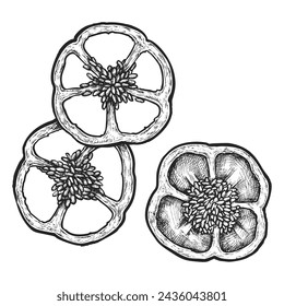 Bell pepper with seeds sliced in half. Vector sketch of paprika ingredient. Hand drawn farm vegetable. Vegan and vegetarian culinary or cooking. Organic and natural food. Botany and agriculture