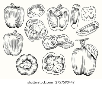 Bell pepper set. Vector sketch illustration of farm vegetables. 
