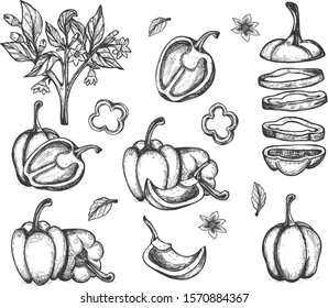 Bell pepper. Vector graphics. Freehand drawing. Sketch.