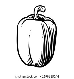 Bell pepper. Vector. Outline drawing of a vegetable on a white background. Sketch. Drawing marker on paper. Isolated object.