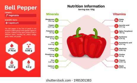 Bell Pepper vegetable and its nutritional properties -Vector illustration