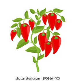 Bell Pepper Vegetable Plant. Red Ripe Fruit Harvest. Capsicum Annuum. Vector Illustration.