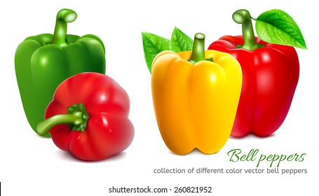 Bell peppers. Collection of different color bell pepper. Vector illustration. 