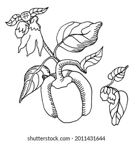 Bell peppers in continuous line art drawing style. Black linear sketch isolated on white background. Vector illustration