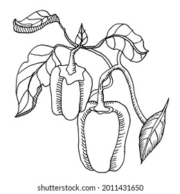 Bell pimientos en estilo de dibujo de línea continua. Esbozo lineal negro aislado sobre fondo blanco. Ilustración del vector