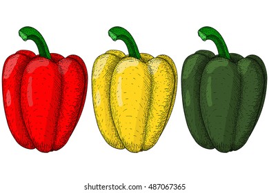 Bell peppers. Hand drawn colored sketch. Vector illustration isolated on white background