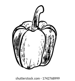 bell peppers vector hand drawn sketch isolated on white background