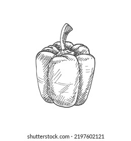 Bell or sweet pepper capsicum vector isolated sketch. Bulgarian bell pepper, hand drawn vegetable