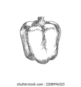 Bell or sweet pepper capsicum vector isolated sketch. Bulgarian bell pepper, hand drawn vegetable