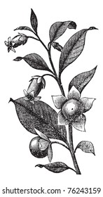 Belladona or Deadly Nightshade or Atropa belladonna, vintage engraving. Old engraved illustration of Belladona plant showing flowers.