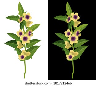 Belladonna, deadly nightshade, dwale isolated vector illustration. Toxic flower, deadly plant.