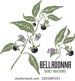 Belladonna fruits and flowers in vector silhouette. Atropa belladonna medicinal herb outline. Set of vector botanical illustration of Deadly Nightshade plant in color for medicine. Bella donna image