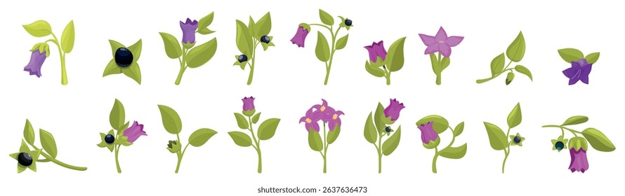Belladonna icons set. Various colorful flowers and green leaves arranged in a row