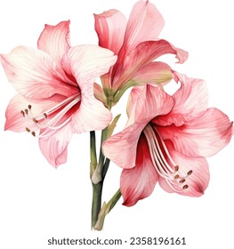 Belladonna Lily  
 Watercolor floral arrangements with beautiful Amaryllis belladonna  flower, Watercolor floral bouquet.