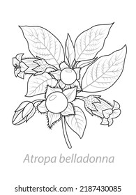 Belladonna plant in black and white. Graphic vector illustration. Leaves, stem, flowers, berries of Atropa belladonna. Coloring page.