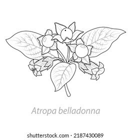 Belladonna plant in black and white. Graphic vector illustration. Leaves, stem, flowers, berries of Atropa belladonna. Coloring page.