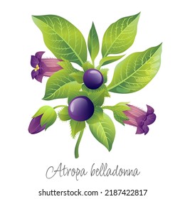 Belladonna plant on a white background. Vector drawing. Leaves, stem, flowers, belladonna berries. Plant illustration. Atropa belladonna.