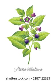 Belladonna plant on a white background. Vector drawing. Leaves, stem, flowers, belladonna berries. Plant illustration. Atropa belladonna.