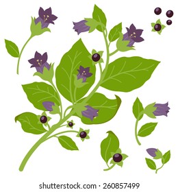 Belladonna plant on white background. Vector illustration