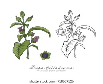 Belladonna plant set. Colored and outline set stock vector illus