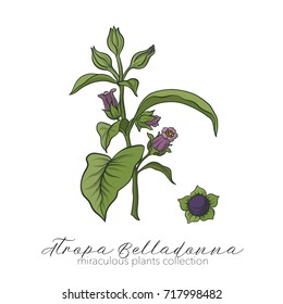 Belladonna plant set. Colored stock vector illustration.