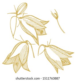 Bellflower blossoms, leaves and bouquets set. Natural summer, spring meadow plants monochrome. Floral natural illustration for poster, textile decoration. Botanical plant illustration