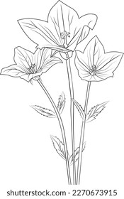 Bellflower coloring  book hand drawn botanical spring elements bouquet of bellflower line art, coloring page, vector sketch, artistic simplicity doodle art, Easy yellow bellflower drawing,