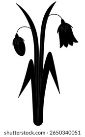 Flor e botão de flores de bellão. Silhueta. Flores de primavera, grama e folhas grandes. Ilustração vetorial. Estilo de desenho animado. Planta florescente. Fundo branco isolado. Ideia para web design, convite, cartão postal.