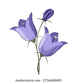 Bellflower flowers on a white background. Vector.
