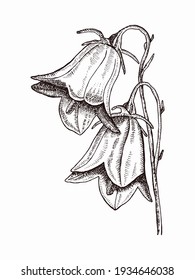 Ilustración vectorial dibujada a mano de Bellflower. Flor de estilo dibujado a mano. Diseño retro.