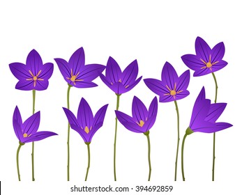 Bellflower isolated on a white background. vector