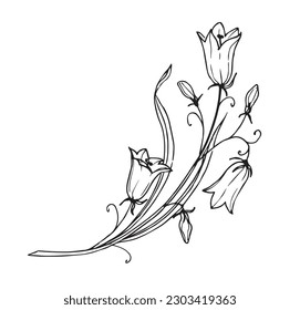 Blume auf isoliertem Hintergrund. Handgezeichnete, florale Vektorgrafik von Glockenblume im Umriss-Stil mit schwarzer Tinte. Grafische botanische Zeichnung von Bluebell für Grußkarten oder Einladungen.