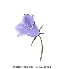 Bellflower on a white background. Wildflower. Vector.
