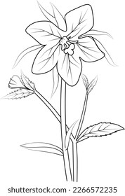 Bellflower pencil art, Black and white outline vector coloring page and book for adults and children flowers belloon with leaves hand drawn engraved ink illustration artistic design.