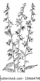 The Bellflower Plant is from of Campanulaceae species. Its name from its bell shaped. The flowers like a bell, they arranged in alternate, vintage line drawing or engraving illustration.