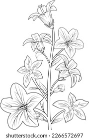 bellflower sketch art, vintage style printed for cute flower coloring pages. Vector illustration of a Beautiful pencil bluebell drawing, flower with a bouque, and leaves. isolated on white background.