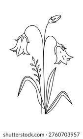 Bellflower stem with two drooping blooms, bud, and long leaves drawn in clean contour lines