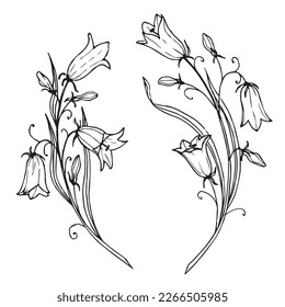 Bellflower vector drawing. Hand drawn illustration of bluebell Flower in outline style on isolated background. Floral sketch in white in black monochrome colors. Engraving for wedding invitations.