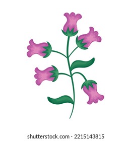 bellflowers branch on white background