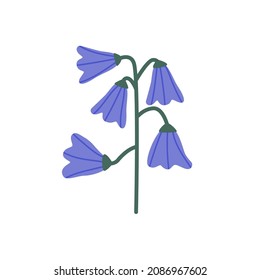 Bellflowers, spring floral plant. Blooming blossomed bell flowers. Delicate Wild Campanula buds. Flat vector illustration of wildflower isolated on white background