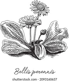 Bellis perennis - common Daisy. Sketchy hand-drawn vector illustration.