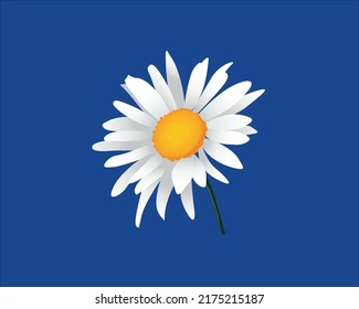 Bellis perennis. the daisy, is a European species of the family Asteraceae, often considered the archetypal species of the name daisy,  vector illustration