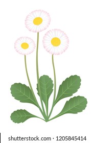 Bellis perennis. Vector illustration of daisy flower