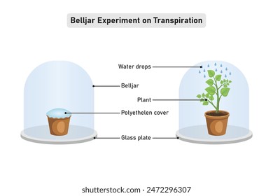 Belljar Experiment on Transpiration Scientific Design. Vector Illustration.