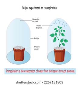 Experimento belljar sobre transpiración, transpiración es la evaporación de agua de la superficie de las hojas a través del experimento estomatológico.